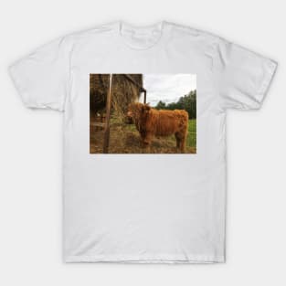 Scottish Highland Cattle Calf 1823 T-Shirt